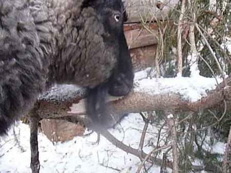 Kashmeir Goats, Winter 2009