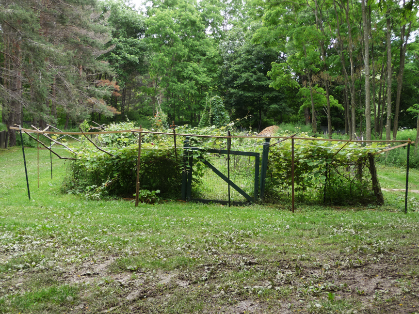 Garden, 2010