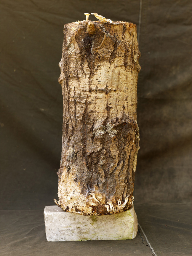Wood - Still Life, 2009