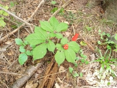 Strawberries, 2010 Strawberries, 2010
