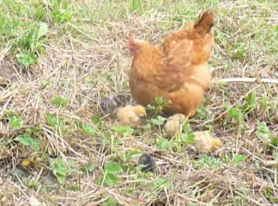 chicks