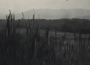 Landscape2