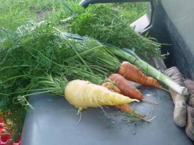 carrots carrots