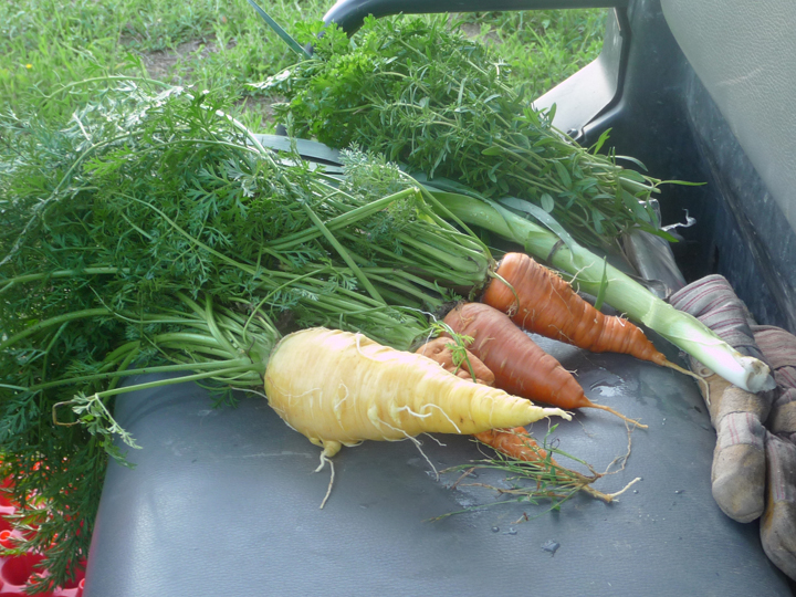 carrots
