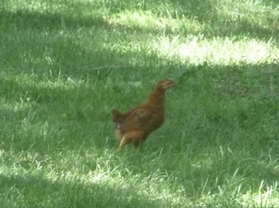 chick chick